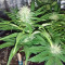 California Indica (Sensi Seeds)