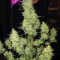 Cherry Bomb Auto (Bomb Seeds)