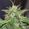 Choco Thai Auto Feminized Seeds (Herbies Seeds)