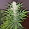 Congo x Kali China Seeds
