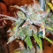 Critical (Big Head Seeds)