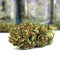 Ghost Rider OG Regular seeds