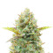Guava Auto Feminized Seeds (Fast Buds)