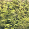 Green Haze x Malawi Seeds