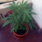 Head Stash Auto Seeds