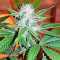 Josh D OG Seeds