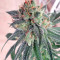 Graines de cannabis Kali China Breeders Pack (Ace Seeds)