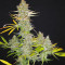 Matanuska Tundra aka Alaskan Thunderfuck (Sagarmatha Seeds)