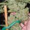 Moonshine’s Ghost Train Haze Seeds