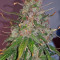 OGesus Auto feminized seeds