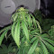 Old school Seeds