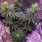 Outdoor Hurricane Seeds