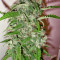 Power Skunk Seeds