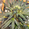 Sticky Fingers Autoflower (Seedstockers)