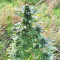 Super Skunk Autoflower (Seedstockers)
