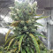 Super Skunk Seeds (Seedstockers)