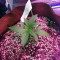 Supercheese Express Auto Seeds