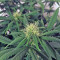 Graines de cannabis A.M.S. (GHS)