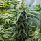 Hero Cookies Seeds (AlphaFem Seeds)