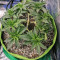 Semi femminizzati di Jack's Dream (Green House Seeds)