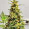 Kosher Kush 66 Autoflower Feminized Seeds (Easy Grow Seeds)