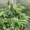Lemon Skunk (Herbies Seeds)