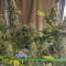 Monster Gelato feminized seeds (Monster Genetics)
