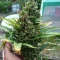 Tangie'matic Seeds