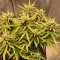 West Coast O.G. Seeds