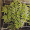 Runtz Auto (Barney's Farm) Seeds