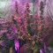 Vente de graines de cannabis Stracciatella (T.H. Seeds)