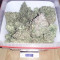 Original Auto OG Kush Seeds - Cannabis Strain Seeds for Sale