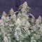 Sementes de maconha fem da Auto Northern Lights Original para venda