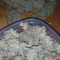 GG#4 Original Glue Seeds (Original Sensible Seeds) - Cannabis Strain Seeds for Sale