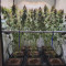 Compre sementes feminizadas de Strawberry Lemonade por Barney's Farm