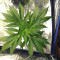 Franco's Lemon Cheese feminized seeds for sale