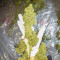 Bruce Banner #3 Auto feminized seeds for sale
