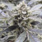 Strawberry Banana Seeds - Cannabis Strain Seeds for Sale