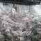 Venta de semillas feminizadas Golosa de Delicious Seeds 💜 Herbies