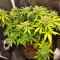 Orange Sherbet Seeds - Cannabis Strain Seeds for Sale