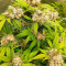 Vente de graines de cannabis Blueberry OG (Barney's Farm)