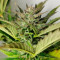 Sementes de maconha Sweet Skunk Auto fem para venda