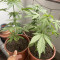 Easy Bud Auto (RQS) Cannabis-Samen zu verkaufen