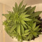 Runtz Punch Seeds (Herbies Seeds)