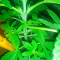 Mimosa x Orange Punch Seeds (Barneys Farm)