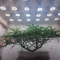 Mimosa x Orange Punch Seeds (Barneys Farm)