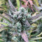 Sementes de maconha Ztrawberriez Auto fem para venda