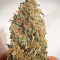 GG4 Sherbet Fast Flowering fem cannabis seeds for sale