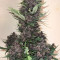 Vente de graines de cannabis Purple Lemonade Auto (Fast Buds)