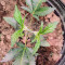 Graines de cannabis Royal Moby (RQS)